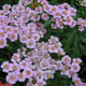 image de Achillea sibirica