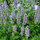 image de Agastache