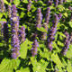 image de Agastache