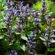 image de Ajuga reptans