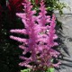 image de Astilbe x arendsii