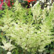 image de Astilbe x arendsii