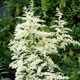 image de Astilbe x arendsii