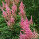 image de Astilbe x arendsii