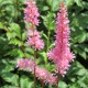 image de Astilbe x crispa