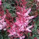 image de Astilbe