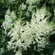 image de Astilbe x arendsii