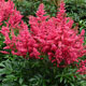 image de Astilbe