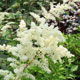 image de Astilbe japonica