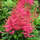 image de Astilbe