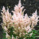 image de Astilbe x arendsii