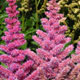 image de Astilbe