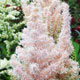 image de Astilbe chinensis