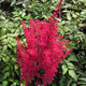 image de Astilbe japonica