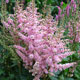 image de Astilbe