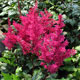 image de Astilbe japonica