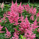 image de Astilbe japonica