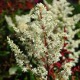 image de Astilbe x arendsii