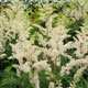 image de Astilbe x arendsii