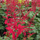 image de Astilbe x arendsii