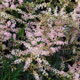 image de Astilbe simplicifolia