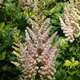 image de Astilbe chinensis