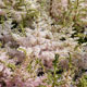 image de Astilbe