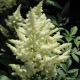 image de Astilbe