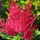 image de Astilbe