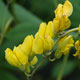 image de Baptisia