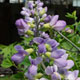 image de Baptisia