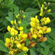 image de Baptisia