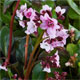 image de Bergenia