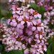 image de Bergenia cordifolia