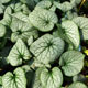 image de Brunnera macrophylla