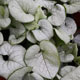 image de Brunnera macrophylla