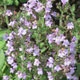 image de Calamintha nepeta