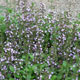 image de Calamintha nepeta