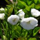 image de Campanula persicifolia