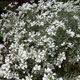 image de Cerastium tomentosum