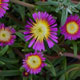 image de Delosperma