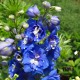 image de Delphinium elatum