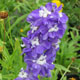 image de Delphinium elatum