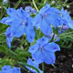 image de Delphinium grandiflorum