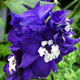 image de Delphinium