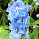 image de Delphinium