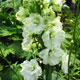 image de Delphinium