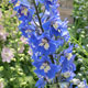 image de Delphinium