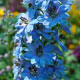 image de Delphinium elatum