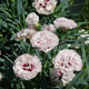 image de Dianthus